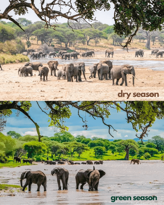 dry season vs rainy season in Tarangire  national part