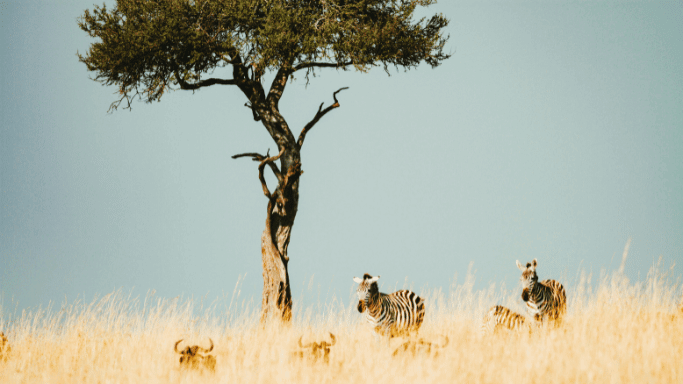 Tanzania Climate