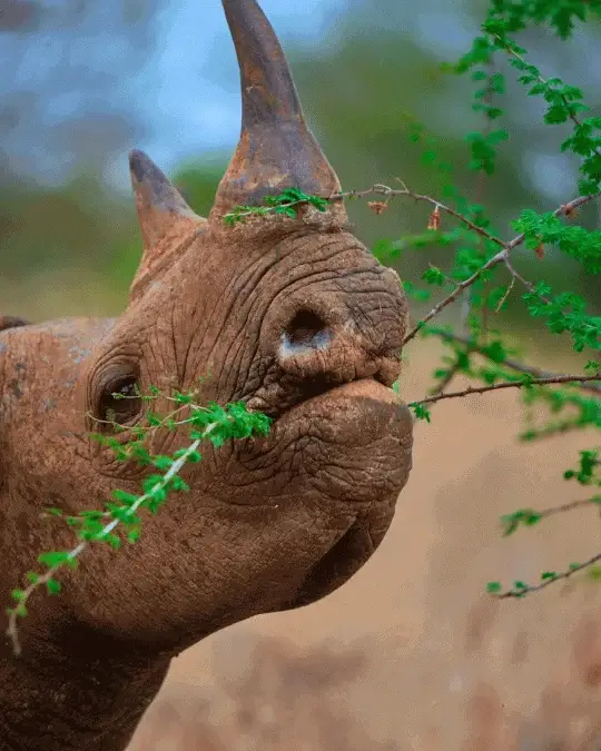 Rhinos in Tanzania (Rhinoceros)