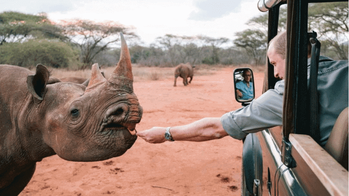 Rhinos in Tanzania -thisistanzania.comV