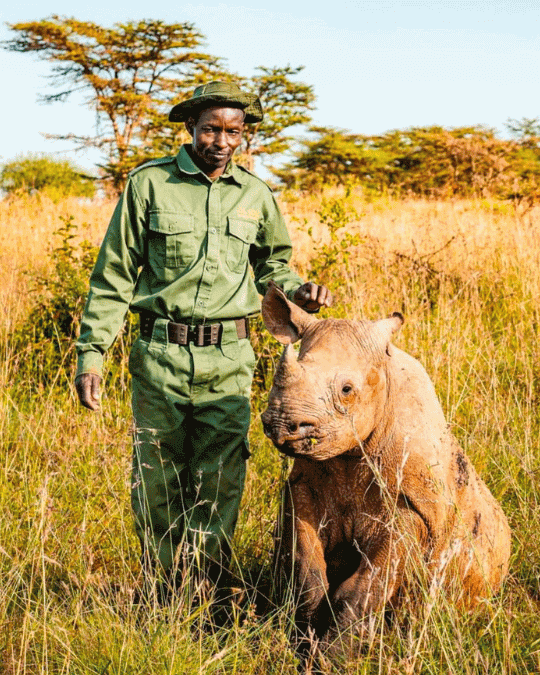 Tanzania’s efforts to conserve black rhinos 