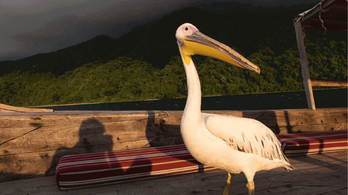 wildlife in Kigoma, tanzania.