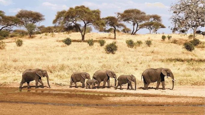Big Five Tanzania Big Five Tanzania