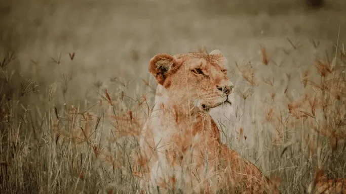 Lions in Tanzania.