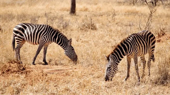 Blog Tanzania wildlife